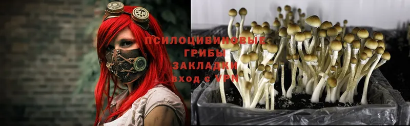 Псилоцибиновые грибы Psilocybe Кропоткин